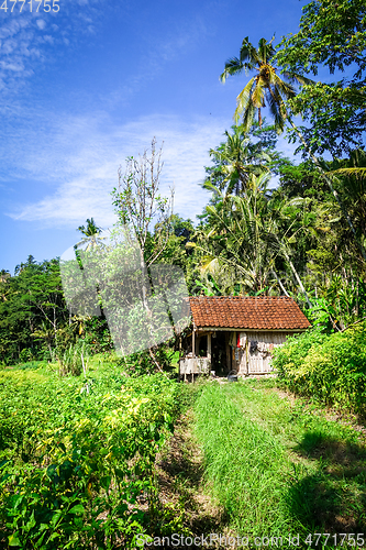 Image of Plantations in green fields, Sidemen, Bali, Indonesia