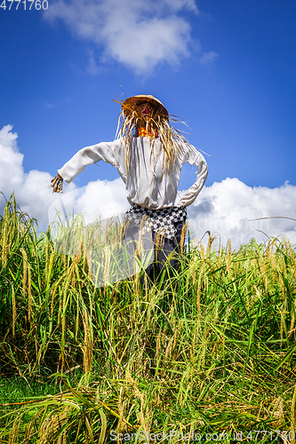 Image of Scarecrow in Jatiluwih paddy field rice terraces, Bali, Indonesi