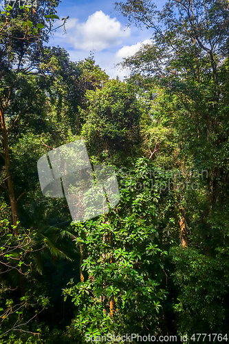 Image of Canopy in jungle, Taman Negara national park, Malaysia