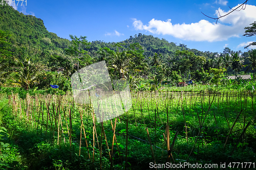 Image of Plantations in green fields, Sidemen, Bali, Indonesia