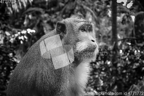 Image of Monkey in the Monkey Forest, Ubud, Bali, Indonesia