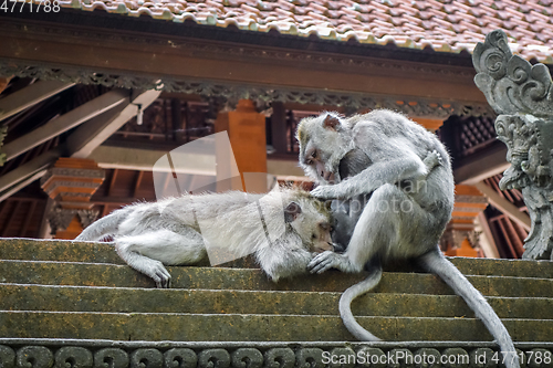 Image of Monkeys on a temple roof in the Monkey Forest, Ubud, Bali, Indon