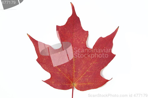 Image of Red maple leaf