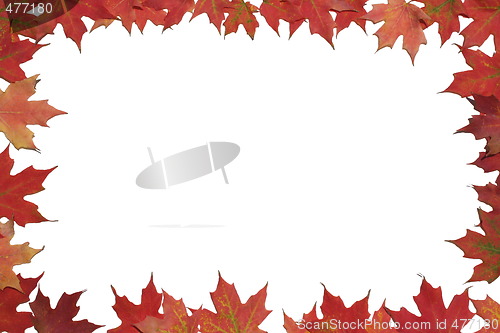Image of  Red maple leaf poster or card.