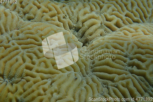 Image of some Favia coral texture