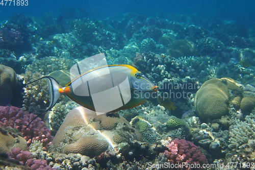 Image of Naso tang (Naso Lituratus) fish