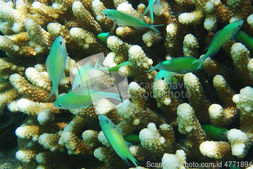 Image of Blue-green Chromis (Chromis viridis) fish