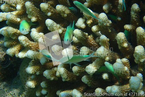 Image of Blue-green Chromis (Chromis viridis) fish