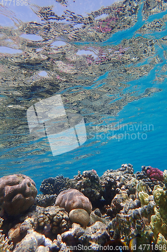 Image of coral reef in Egypt, Makadi Bay