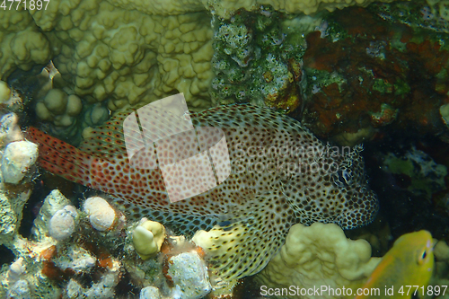 Image of unknown fish from red sea