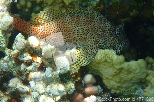 Image of unknown fish from red sea