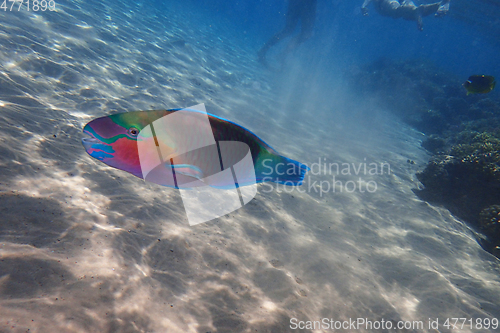 Image of parrot fish from the egypt