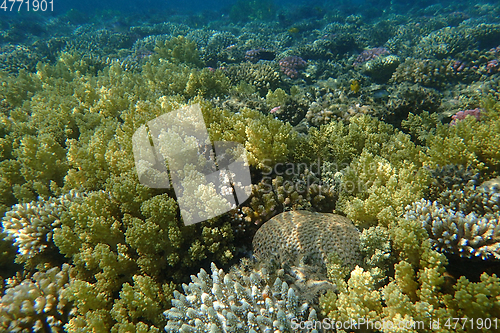 Image of coral reef in Egypt, Makadi Bay