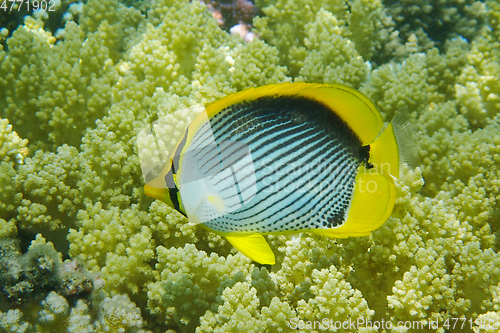 Image of Chaetodon melannotus fish