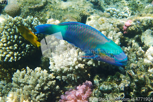 Image of parrot fish from the egypt