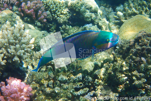 Image of parrot fish from the egypt