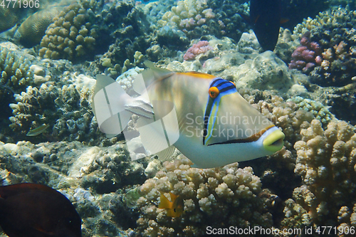 Image of Picasso Triggerfish