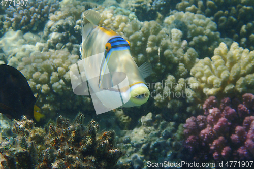 Image of Picasso Triggerfish