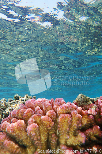 Image of coral reef in Egypt, Makadi Bay