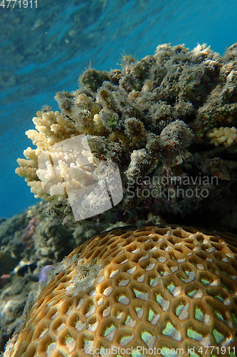 Image of coral reef in Egypt, Makadi Bay