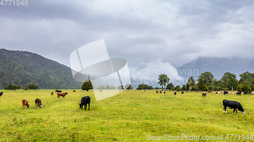 Image of lush landscape with cows