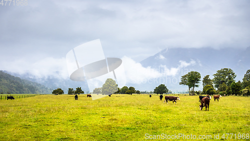 Image of lush landscape with cows