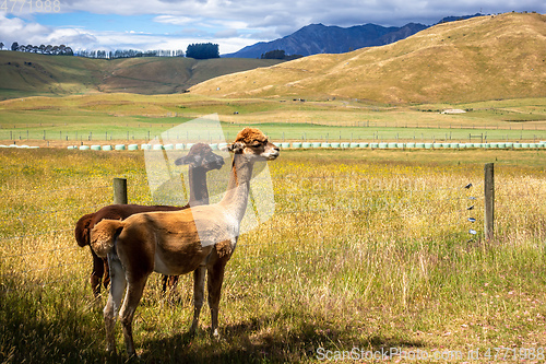 Image of Alpaca animal in New Zealand