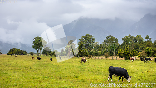 Image of lush landscape with cows