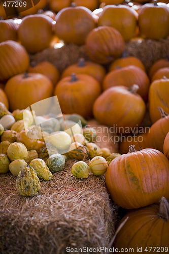 Image of pumpkin patch