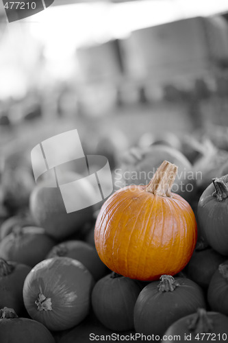 Image of pumpkin patch