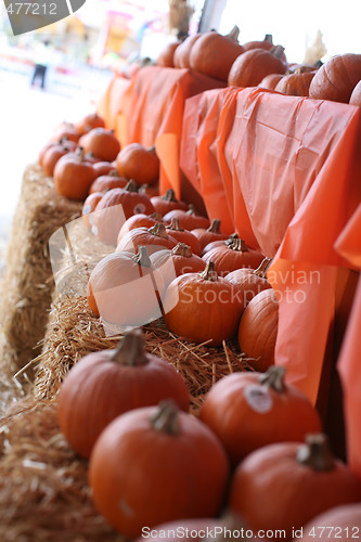 Image of pumpkin patch