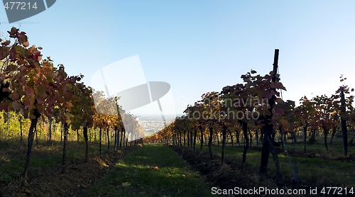 Image of Vineyard