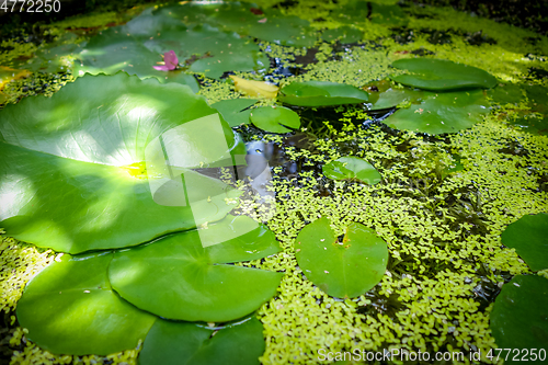 Image of Nenuphar in water pond background