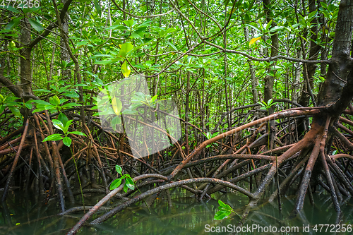 Image of Mangrove in Phang Nga Bay, Thailand