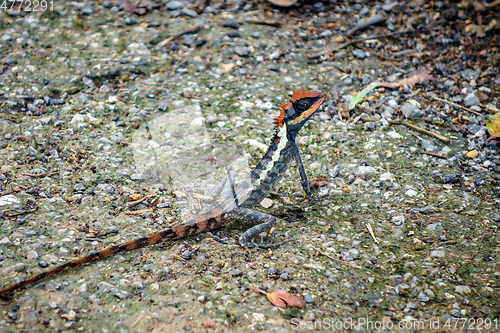 Image of Crested Lizard in jungle, Khao Sok, Thailand