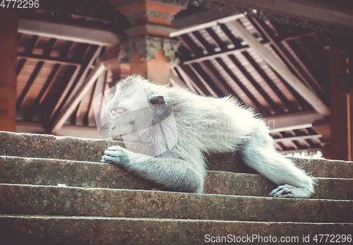 Image of Monkey sleeping on a temple roof in the Monkey Forest, Ubud, Bal