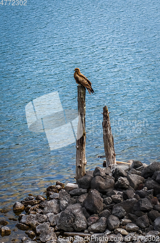 Image of Black kite bird on lake Chuzenji, Nikko, Japan