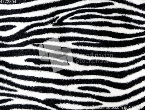 Image of Zebra fur background texture