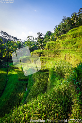 Image of Paddy field rice terraces, ceking, Ubud, Bali, Indonesia