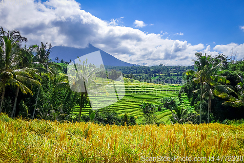 Image of Jatiluwih paddy field rice terraces, Bali, Indonesia