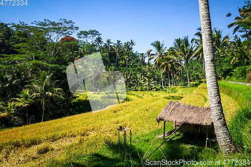 Image of Paddy field in Gunung Kawi temple, Ubud, Bali, Indonesia