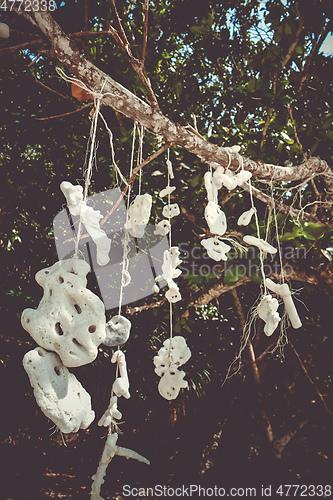 Image of Hanging coral, Perhentian Islands, Terengganu, Malaysia