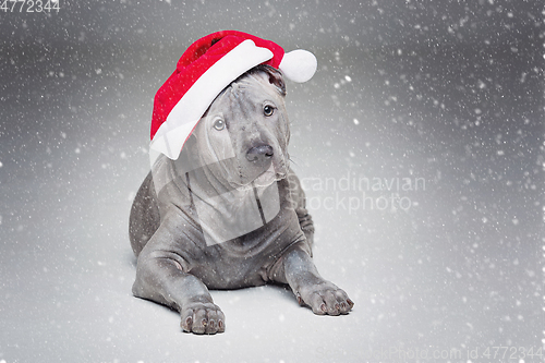 Image of thai ridgeback puppy in xmas hat