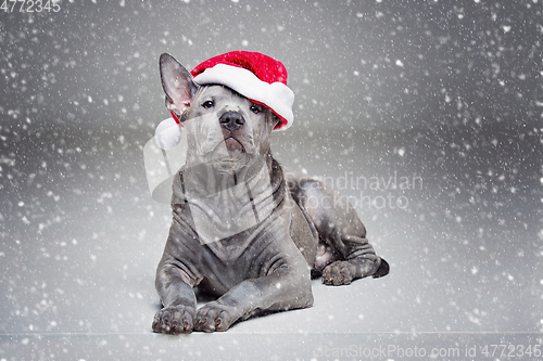 Image of thai ridgeback puppy in xmas hat
