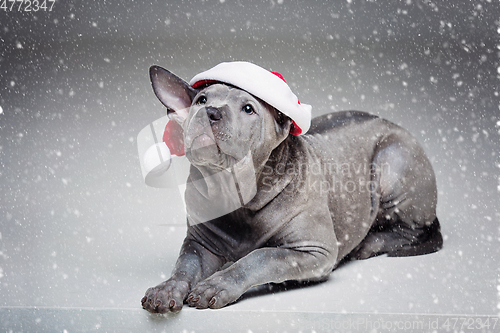 Image of thai ridgeback puppy in xmas hat