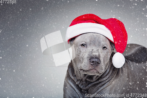 Image of thai ridgeback puppy in xmas hat