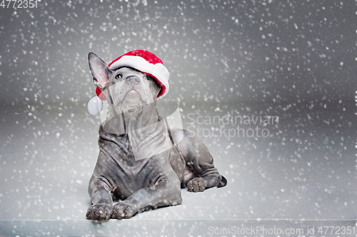 Image of thai ridgeback puppy in xmas hat