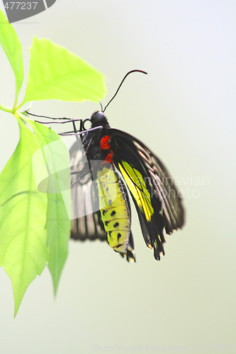 Image of Tropical butterfly