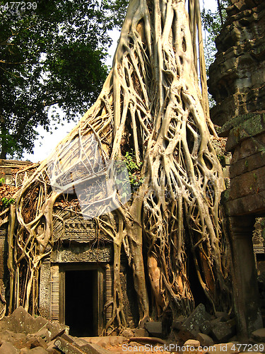 Image of Tree root at Angkor Wat