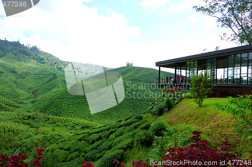 Image of A tea plantation farm in Cameron Highlands, Malaysia